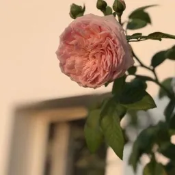 𝑚𝑖𝑚𝑜𝑧𝑎 𝑐̧𝑖𝑐̧𝑒𝑔̆𝑖