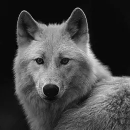 Sirgraywolf Trade